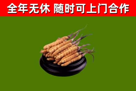 武乡县回收冬虫夏草