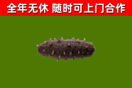 武乡县回收海参干